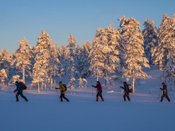 Northern Lights and wildlife holiday in Swedish Lapland