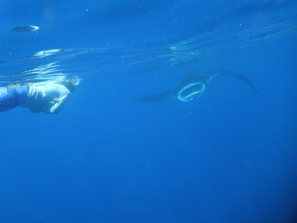 Yucatan wildlife and nature holiday, Mexico