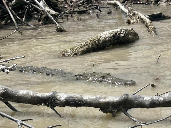 Yucatan wildlife and nature holiday, Mexico