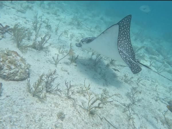 Yucatan wildlife and nature holiday, Mexico