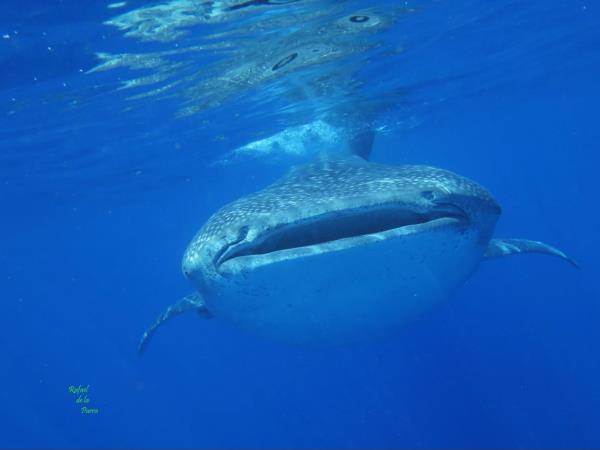Yucatan wildlife and nature holiday, Mexico