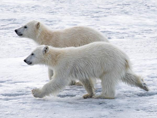 Arctic sailing voyages, around Spitsbergen
