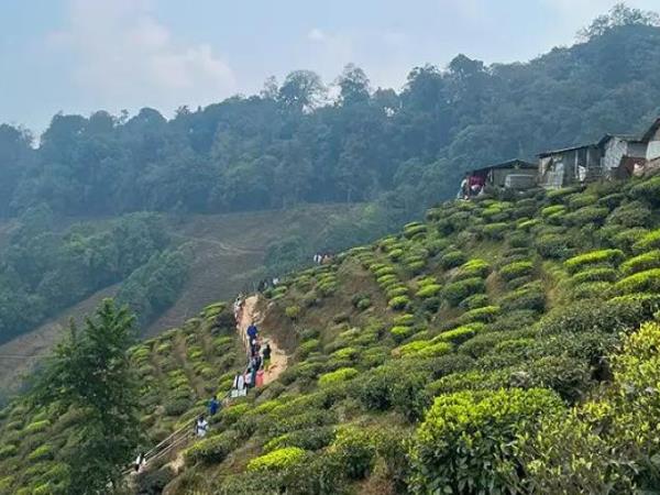 Himalayan walking tour: Shimla & Darjeeling