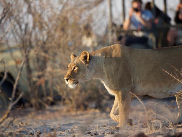 Botswana safari and Mozambique beach break