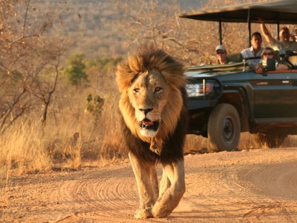 South Africa self drive safari in Limpopo province