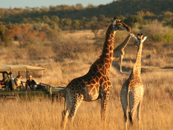 South Africa self drive safari in Limpopo province