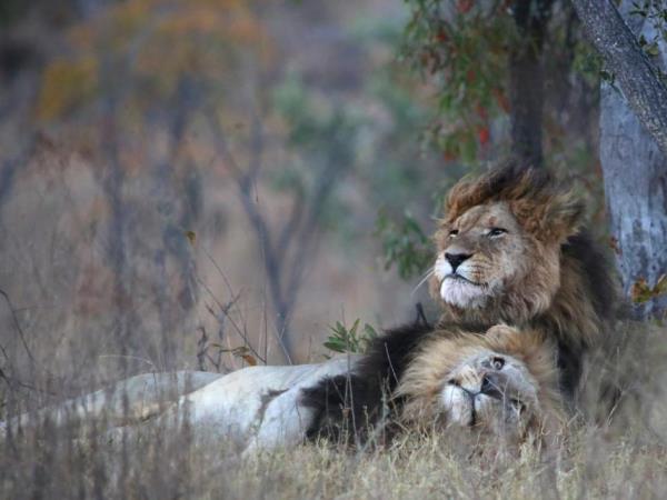 South Africa self drive safari in Limpopo province