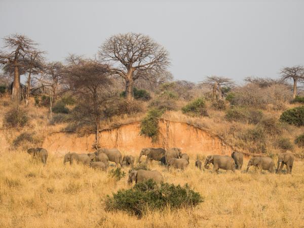 Tanzania luxury safari and beach holiday