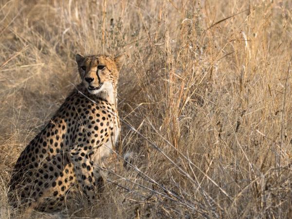 Tanzania luxury safari and beach holiday