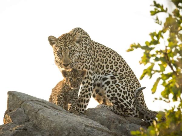 South Africa safari and Mauritius beach holiday