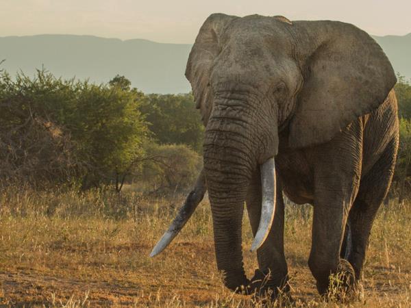 South Africa safari and Mauritius beach holiday