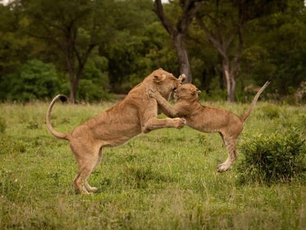 South Africa safari and Mauritius beach holiday