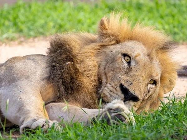 South Africa safari and Mauritius beach holiday