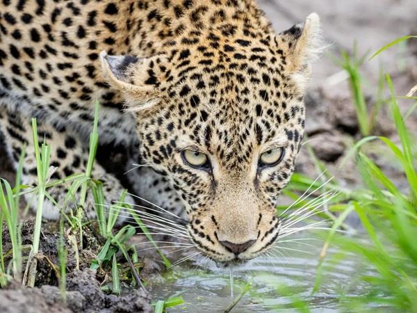 South Africa safari and Mauritius beach holiday