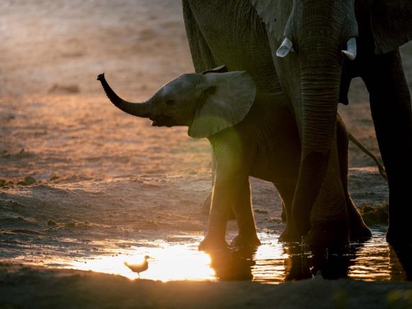 Southern Africa luxury wildlife & beach holiday