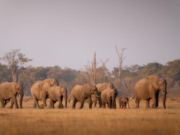 Southern Africa luxury wildlife & beach holiday