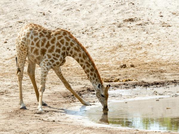 Southern Africa luxury wildlife & beach holiday
