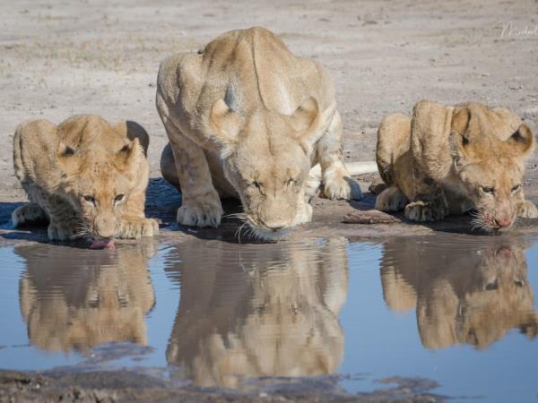Southern Africa luxury wildlife & beach holiday