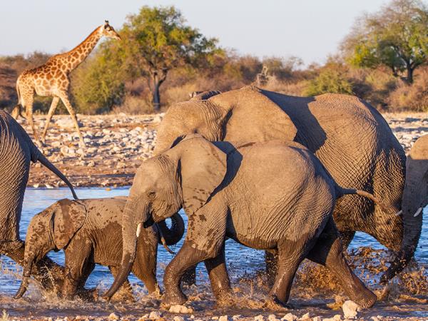Wheelchair accessible Namibia self drive holiday