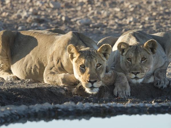 Wheelchair accessible Namibia self drive holiday