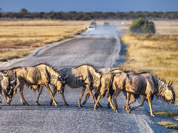 Wheelchair accessible Namibia self drive holiday