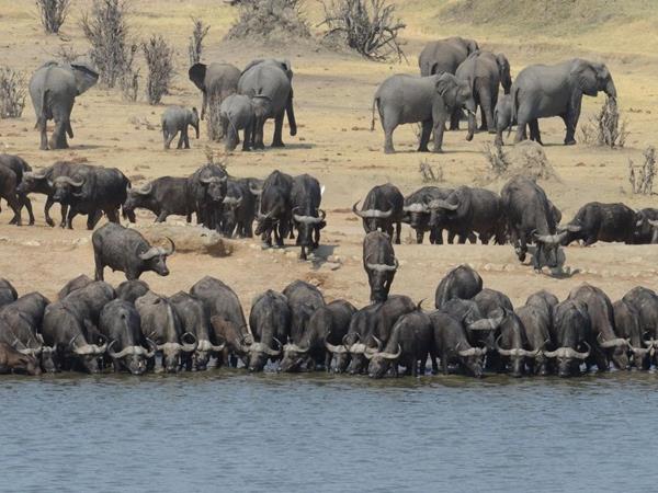 Zimbabwe safari holiday, tailor made