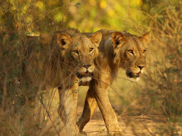 Zimbabwe safari holiday, tailor made