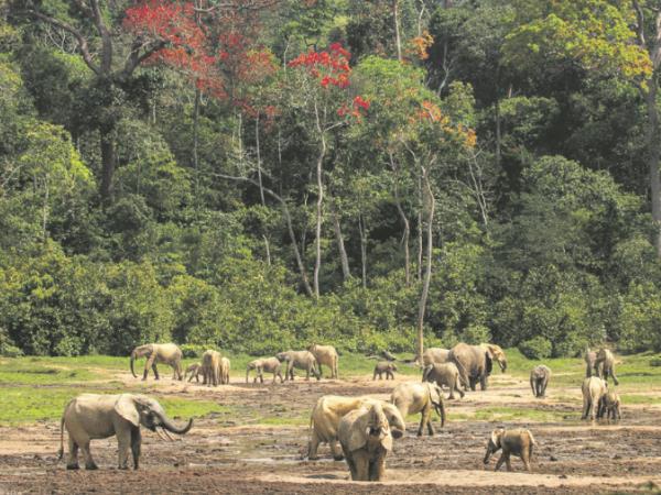 Congo river cruise