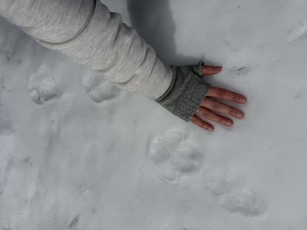 Alpine Wolf tracking holiday, France