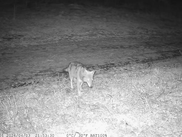 Alpine Wolf tracking holiday, France