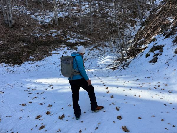Alpine Wolf tracking holiday, France