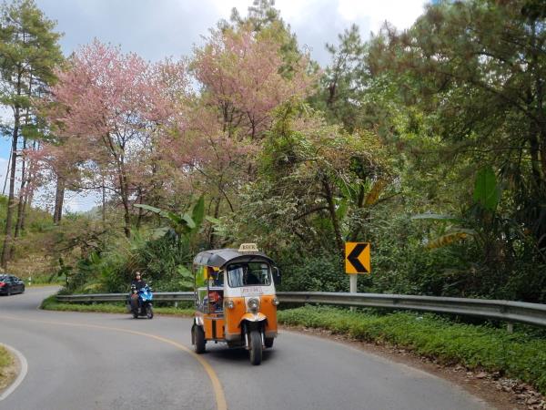 Self drive Tuk Tuk adventure holiday Thailand