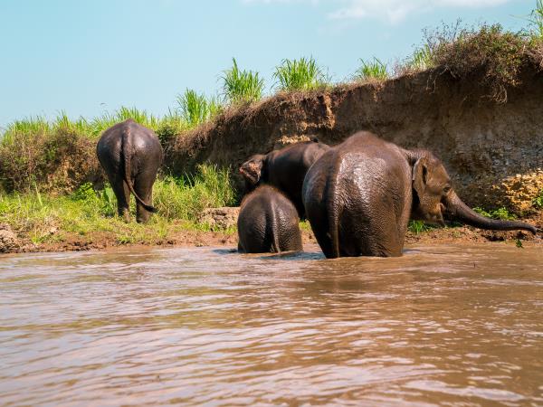 Self drive Tuk Tuk adventure holiday Thailand