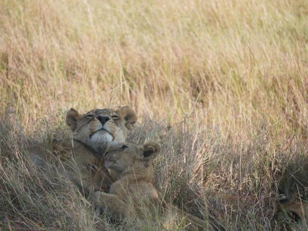 Tanzania holiday with Serengeti walking safari 