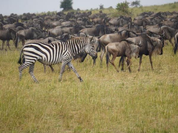 Tanzania holiday with Serengeti walking safari 