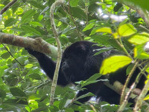 Yucatan wildlife and nature holiday, Mexico