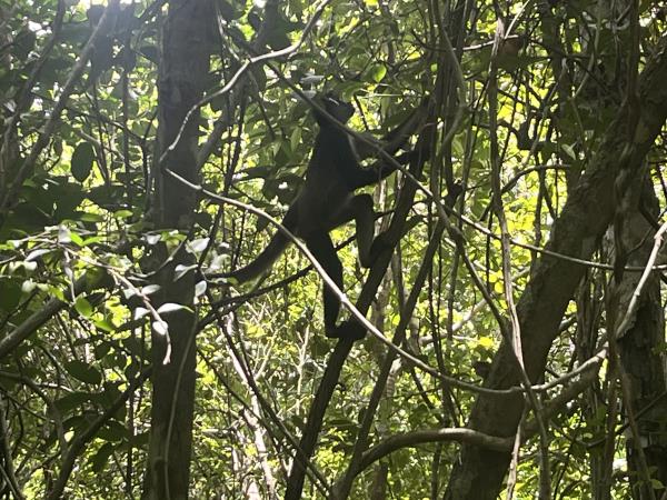 Yucatan wildlife and nature holiday, Mexico