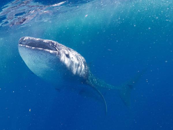 Yucatan wildlife and nature holiday, Mexico
