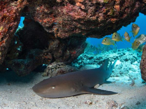 Yucatan wildlife and nature holiday, Mexico