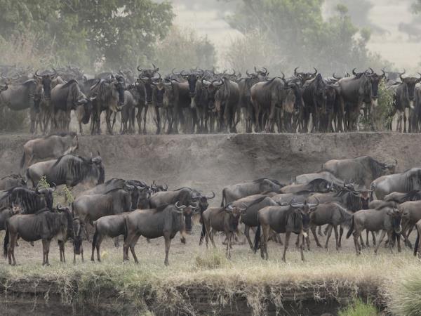 Tanzania Northern Circuit luxury safari