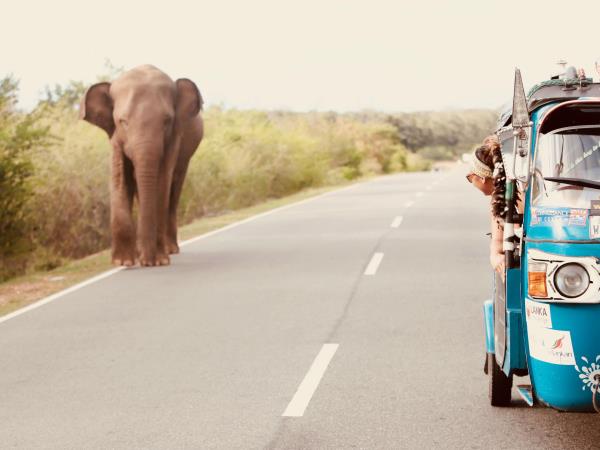 Sri Lanka tuk-tuk self drive adventure