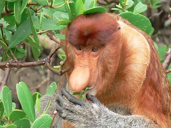 Sarawak & Sabah highlights holiday, Borneo