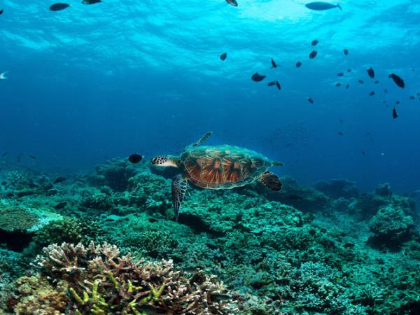 Sarawak & Sabah highlights holiday, Borneo