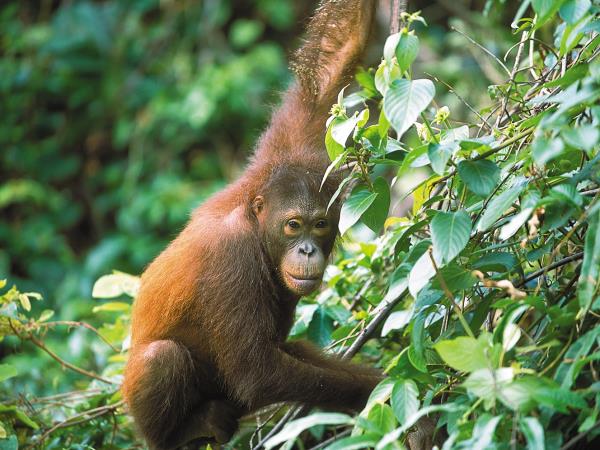 Sarawak & Sabah highlights holiday, Borneo