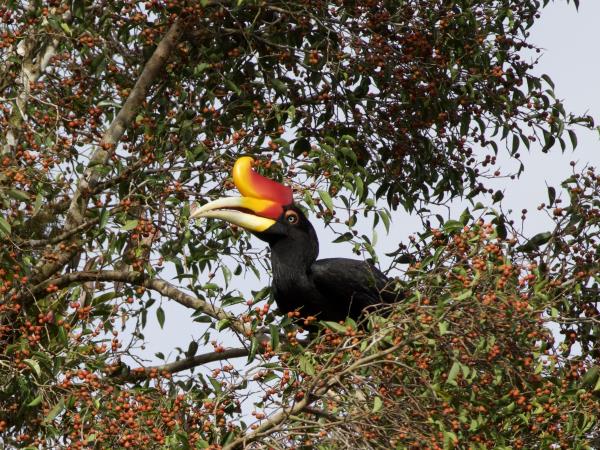 Sarawak & Sabah highlights holiday, Borneo