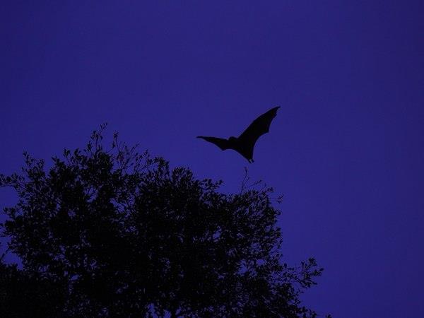 Zambia bat migration safari