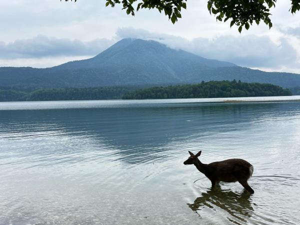 Japan yoga and wellness retreats