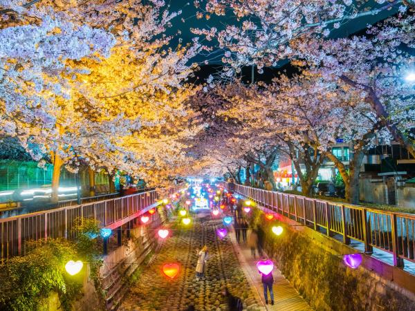 South Korea cherry blossom highlights tour, tailor made