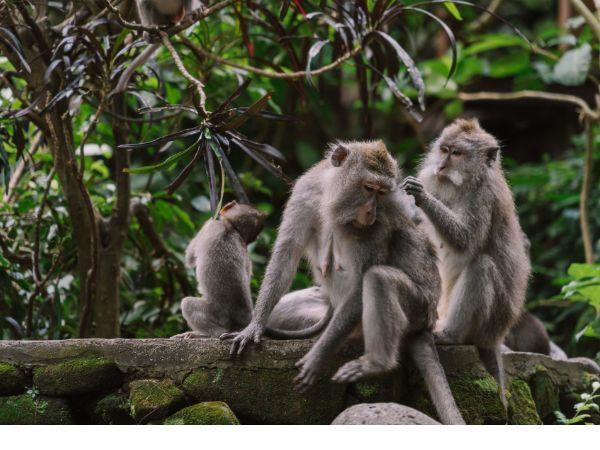 Indonesia culture and nature tour