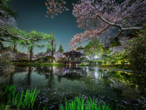 South Korea cherry blossom highlights tour, tailor made